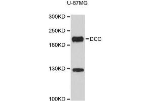 Western blot analysis of extracts of U-87MG cells, using DCC antibody (ABIN5996407). (DCC antibody)