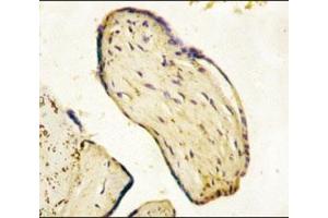 IHC analysis of FFPE human placenta tissue stained with CD73 antibody (CD73 antibody  (AA 520-550))