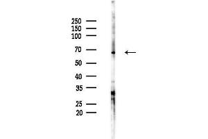 anti-Tripartite Motif Containing 29 (TRIM29) (Internal Region) antibody