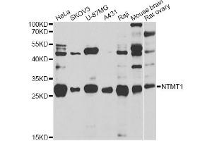 Western blot analysis of extracts of various cell lines, using NTMT1 antibody (ABIN2564239) at 1:1000 dilution.