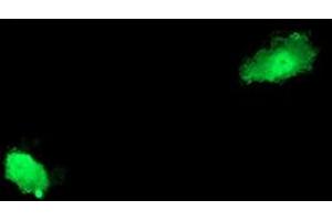 Anti-ASCC2 mouse monoclonal antibody (ABIN2454830) immunofluorescent staining of COS7 cells transiently transfected by pCMV6-ENTRY ASCC2 (RC203391). (ASCC2 antibody)