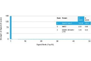 Analysis of Protein Array containing more than 19,000 full-length human proteins using Spectrin beta III Mouse Monoclonal Antibody (SPTBN2/1778). (Spectrin, Beta, Non-erythrocytic 2 (SPTBN2) (AA 356-475) antibody)