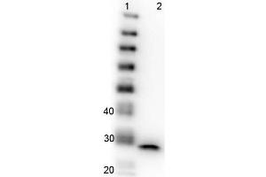 Western Blot of Mouse anti-GFP antibody. (GFP antibody  (AA 246))