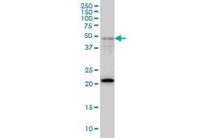 FOXA2 monoclonal antibody (M02), clone 2F12 Western Blot analysis of FOXA2 expression in HepG2 . (FOXA2 antibody  (AA 363-457))