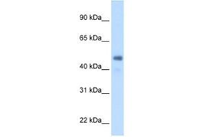 WB Suggested Anti-FGG Antibody Titration:  2. (FGG antibody  (Middle Region))
