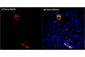 Immunofluorescence (IF) image for Chicken anti-Chicken IgY antibody (DyLight 633) (ABIN7273054) (Chicken anti-Chicken IgY Antibody (DyLight 633))