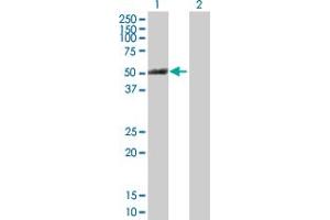 Western Blot analysis of PTK6 expression in transfected 293T cell line by PTK6 MaxPab polyclonal antibody. (PTK6 antibody  (AA 1-451))