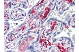 Human Placenta (formalin-fixed, paraffin-embedded) stained with NT5Efollowed by biotinylated goat anti-rabbit IgG secondary antibody, alkaline phosphatase-streptavidin and chromogen. (CD73 antibody  (C-Term))