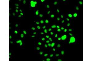 Immunofluorescence analysis of A-549 cells using CEBPG antibody. (CEBPG antibody  (AA 1-150))