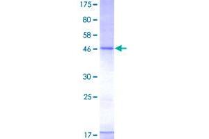 Image no. 1 for CD83 (CD83) (AA 1-205) protein (GST tag) (ABIN1348714) (CD83 Protein (CD83) (AA 1-205) (GST tag))