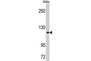 Western Blotting (WB) image for anti-Mastermind-Like 3 (MAML3) antibody (ABIN3002771) (MAML3 antibody)
