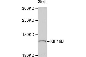 Western blot analysis of extracts of 293T cells, using KIF16B antibody (ABIN5998072) at 1/1000 dilution.