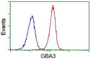 Flow cytometric Analysis of Jurkat cells, using anti-GBA3 antibody (ABIN2454420), (Red), compared to a nonspecific negative control antibody, (Blue). (GBA3 antibody  (AA 1-150, AA 370-469))