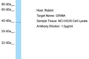 Host: RabbitTarget Name: GRINAAntibody Dilution: 1. (GRINA antibody  (Middle Region))