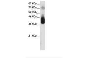 Image no. 1 for anti-Jun B Proto-Oncogene (JUNB) (N-Term) antibody (ABIN202298) (JunB antibody  (N-Term))