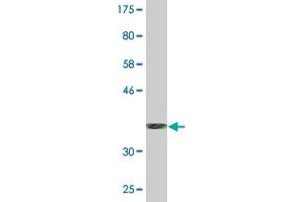 SRP68 antibody  (AA 531-627)