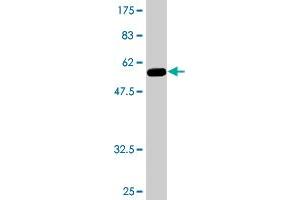 Western Blot detection against Immunogen (53. (GCH1 antibody  (AA 1-250))