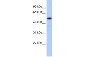 Image no. 1 for anti-Zinc Finger and SCAN Domain Containing 25 (ZSCAN25) (N-Term) antibody (ABIN6742914) (Zinc Finger and SCAN Domain Containing 25 (ZSCAN25) (N-Term) antibody)