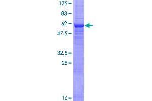 Cyclin N-terminal Domain Containing 1 (CNTD1) (AA 1-330) protein (GST tag)