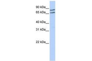 Image no. 1 for anti-Transcription Factor E3 (TFE3) (AA 324-373) antibody (ABIN6742380)
