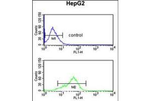 Flow cytometric analysis of HepG2 cells (bottom histogram) compared to a negative control cell (top histogram). (BANK1 antibody  (AA 119-146))
