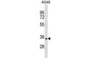 Western Blotting (WB) image for anti-PARK2 Co-Regulated (PACRG) antibody (ABIN2999618) (PACRG antibody)