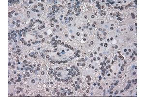 Image no. 7 for anti-Transmembrane Protein 100 (TMEM100) antibody (ABIN1501422) (TMEM100 antibody)