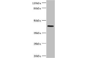 Western blot All lanes: Nitrogen permease regulator 2-like protein antibody at 7 μg/mL + Mouse skeletal muscle tissue Secondary Goat polyclonal to rabbit IgG at 1/10000 dilution Predicted band size: 44, 24 kDa Observed band size: 44 kDa (NPRL2 antibody  (AA 1-220))
