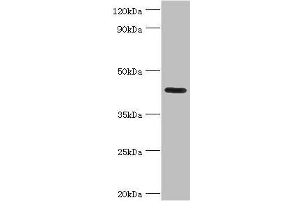 NPRL2 anticorps  (AA 1-220)