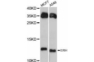 Western blot analysis of extracts of various cell lines, using ERH antibody (ABIN5997692) at 1:3000 dilution. (ERH antibody)
