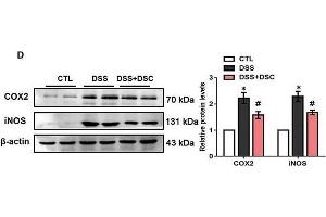 DSC ameliorates DSS-mediated loss of intestinal barrier integrity and inflammatory response. (PTGS2 antibody  (AA 375-604))