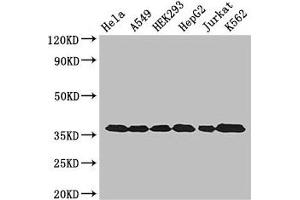 Western Blot Positive WB detected in: Hela whole cell lysate, A549 whole cell lysate, HEK293 whole cell lysate, HepG2 whole cell lysate, Jurkat whole cell lysate, K562 whole cell lysate All lanes: GAPDH antibody at 3 μg/mL Secondary Goat polyclonal to rabbit IgG at 1/50000 dilution Predicted band size: 37, 32 kDa Observed band size: 37 kDa (GAPDH antibody  (AA 3-335))
