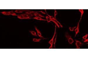 ABIN6277114 staining Hela by IF/ICC. (VEGFB antibody  (Internal Region))