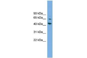 WB Suggested Anti-WIPF2 Antibody Titration: 0. (WIPF2 antibody  (Middle Region))