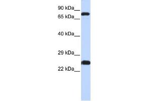 ZNF799 抗体  (N-Term)