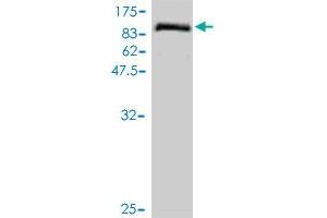 Western Blot detection against Immunogen (81.