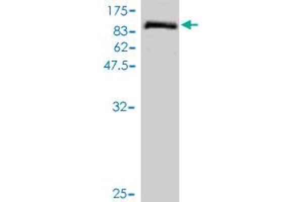 TOE1 anticorps  (AA 1-510)