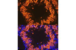 Immunofluorescence analysis of mouse testis cells using Calmegin Rabbit mAb (ABIN7266025) at dilution of 1:100 (40x lens).