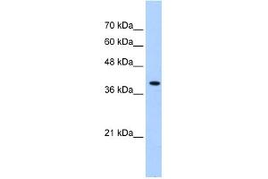 WB Suggested Anti-PEX10 Antibody Titration:  0.