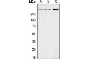 Western blot analysis of Secretin expression in HEK293T (A), Raw264. (Secretin antibody  (Center))