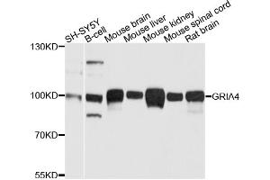 Western blot analysis of extracts of various cell lines, using GRIA4 antibody (ABIN5996297) at 1/1000 dilution. (GRIA4 antibody)