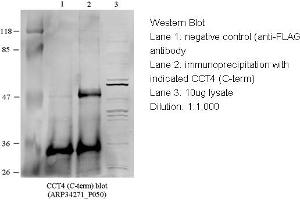 Image no. 1 for anti-Chaperonin Containing TCP1, Subunit 4 (Delta) (CCT4) (C-Term) antibody (ABIN2775695) (CCT4 antibody  (C-Term))