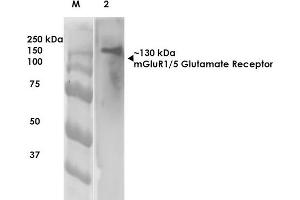 Western Blot analysis of Rat Brain Membrane showing detection of ~130 kDa mGluR5 protein using Mouse Anti-mGluR5 Monoclonal Antibody, Clone S75-33 . (Metabotropic Glutamate Receptor 5 antibody  (AA 824-1203) (Biotin))
