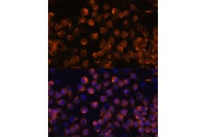 Immunofluorescence analysis of Raw264. (Complement Factor B antibody  (AA 80-420))