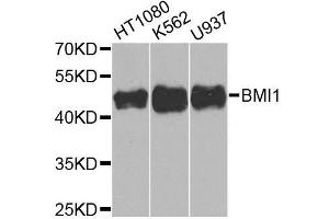 Western blot analysis of extracts of various cell lines, using BMI1 antibody (ABIN5970044) at 1/1000 dilution. (BMI1 antibody)