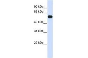 Image no. 1 for anti-Tripartite Motif Containing 35 (TRIM35) (AA 151-200) antibody (ABIN6740643) (TRIM35 antibody  (AA 151-200))