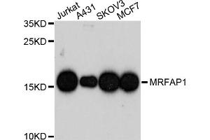 Western blot analysis of extracts of various cell lines, using MRFAP1 antibody. (MRFAP1 antibody)