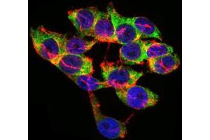 Immunofluorescence analysis of HepG2 cells using LPA mouse mAb (green). (LPA antibody  (AA 4330-4521))