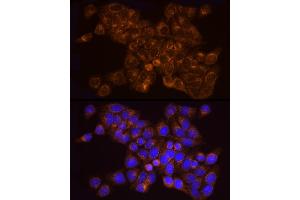 Immunofluorescence analysis of HeLa cells using [KO Validated]  Rabbit mAb (ABIN7265466) at dilution of 1:25 (40x lens). (Adenylate Kinase 2 antibody)