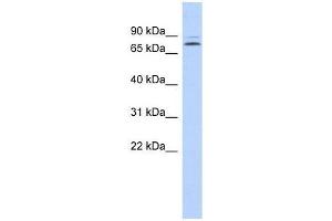 KLHL14 antibody used at 0. (KLHL14 antibody  (N-Term))